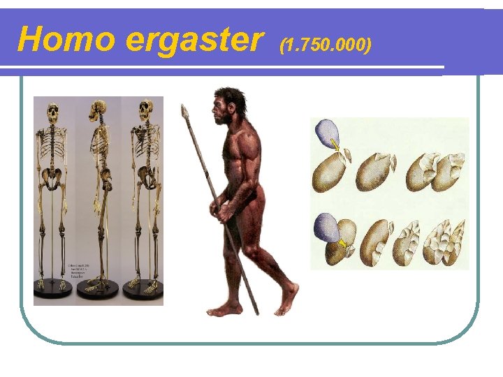 Homo ergaster (1. 750. 000) 