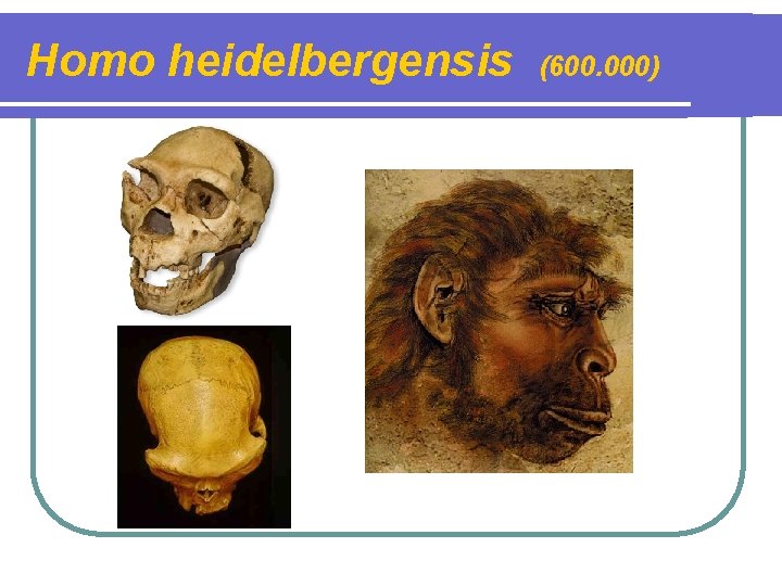 Homo heidelbergensis (600. 000) 