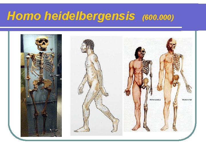 Homo heidelbergensis (600. 000) 