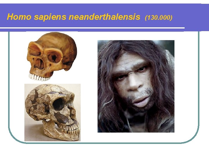 Homo sapiens neanderthalensis (130. 000) 