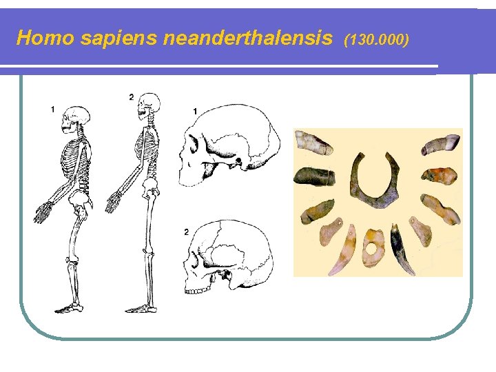 Homo sapiens neanderthalensis (130. 000) 