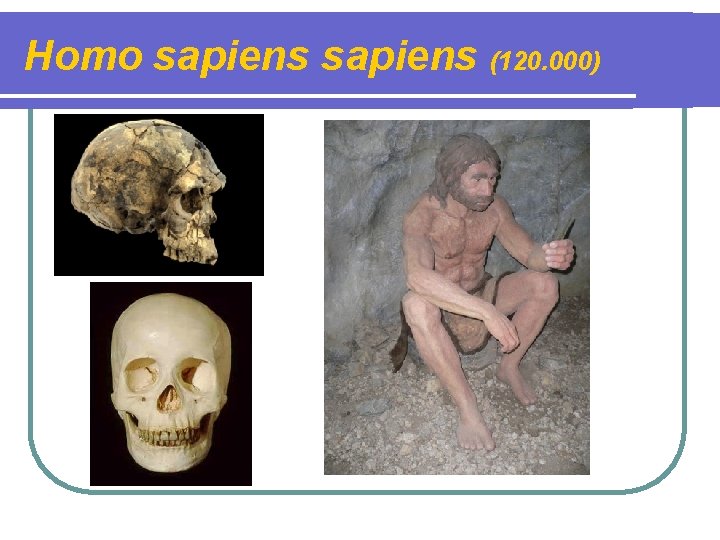 Homo sapiens (120. 000) 