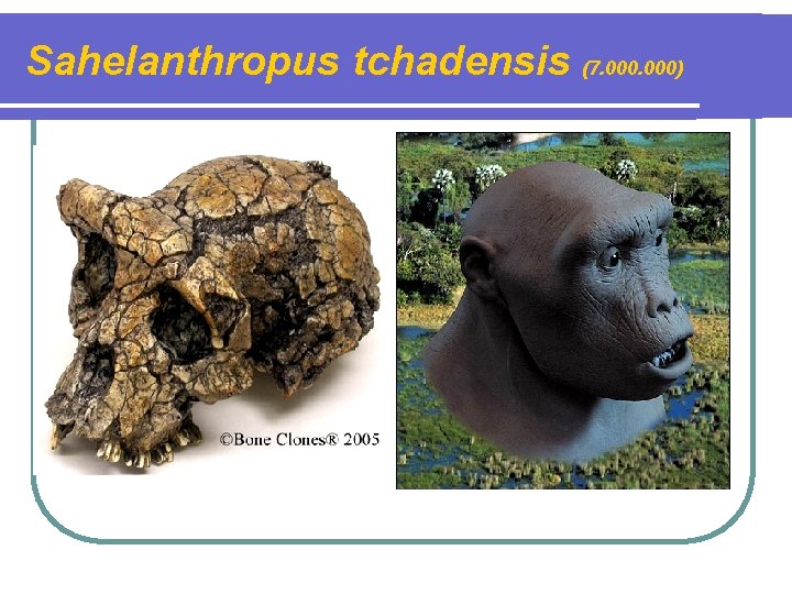 Sahelanthropus tchadensis (7. 000) 