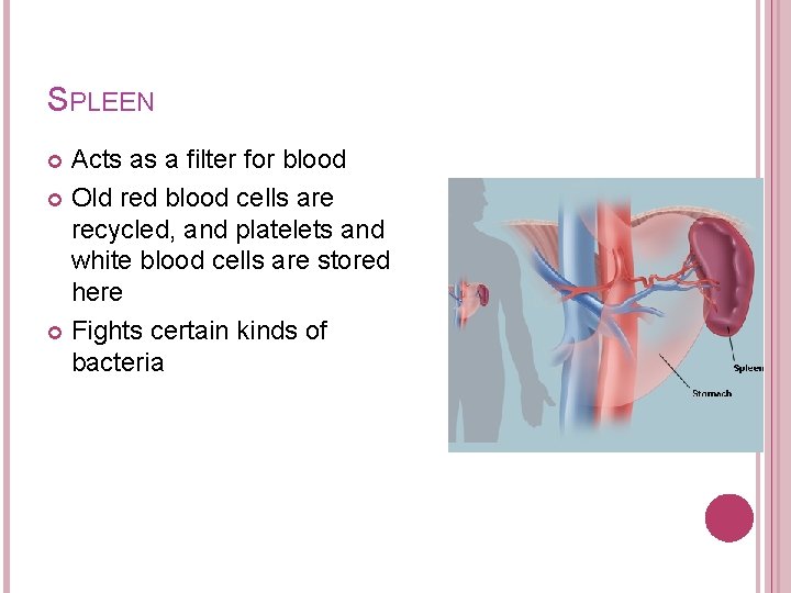 SPLEEN Acts as a filter for blood Old red blood cells are recycled, and