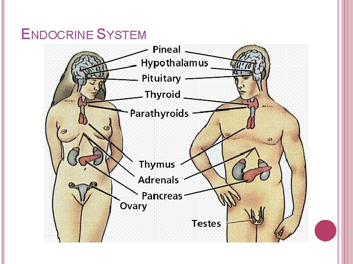 ENDOCRINE SYSTEM 