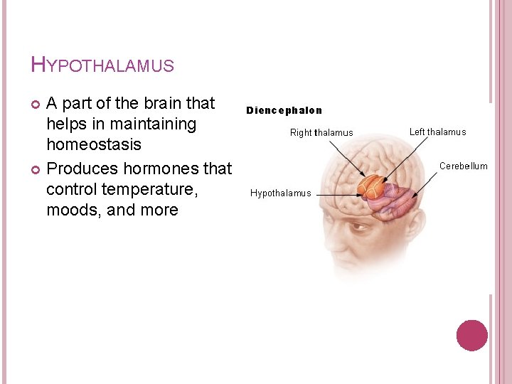 HYPOTHALAMUS A part of the brain that helps in maintaining homeostasis Produces hormones that