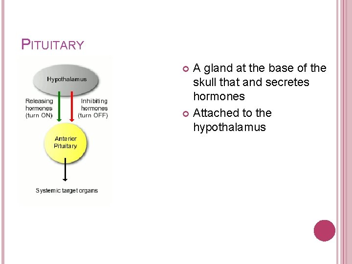 PITUITARY A gland at the base of the skull that and secretes hormones Attached