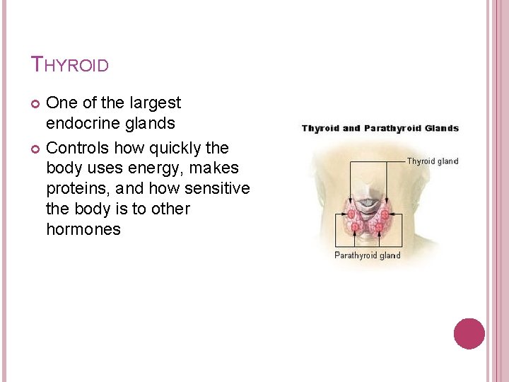 THYROID One of the largest endocrine glands Controls how quickly the body uses energy,