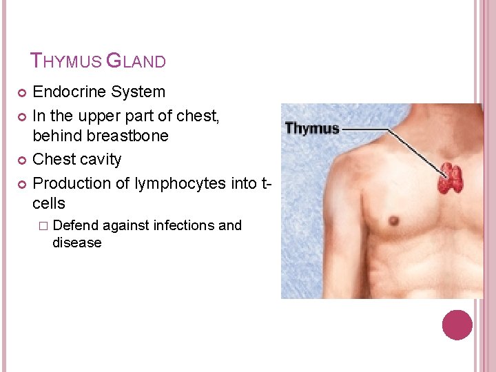 THYMUS GLAND Endocrine System In the upper part of chest, behind breastbone Chest cavity