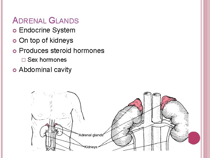 ADRENAL GLANDS Endocrine System On top of kidneys Produces steroid hormones � Sex hormones