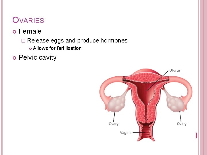 OVARIES Female � Release eggs and produce hormones Allows for fertilization Pelvic cavity 