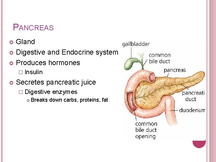 PANCREAS Gland Digestive and Endocrine system Produces hormones � Insulin Secretes pancreatic juice �