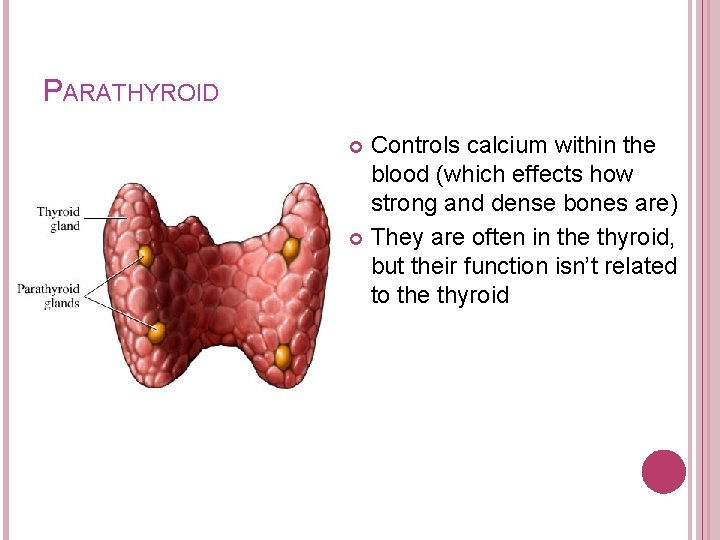 PARATHYROID Controls calcium within the blood (which effects how strong and dense bones are)