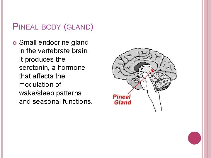 PINEAL BODY (GLAND) Small endocrine gland in the vertebrate brain. It produces the serotonin,