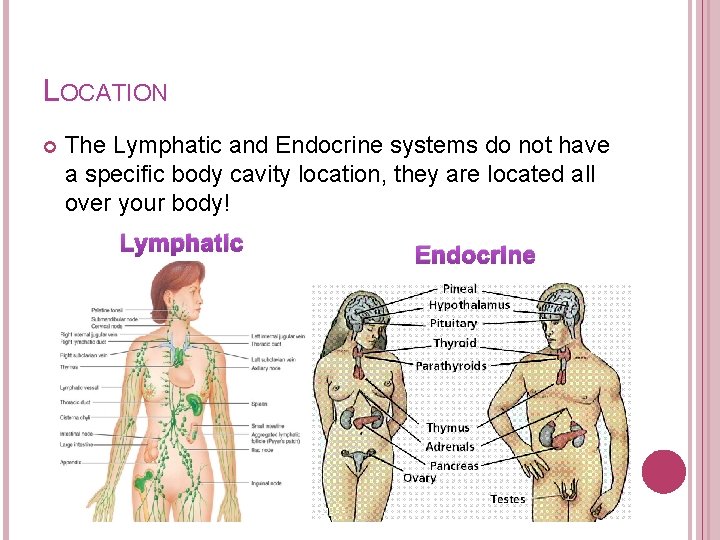 LOCATION The Lymphatic and Endocrine systems do not have a specific body cavity location,