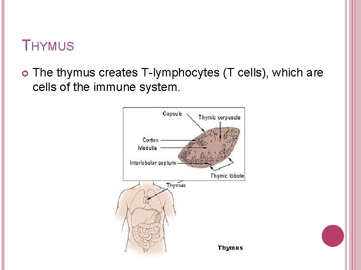 THYMUS The thymus creates T-lymphocytes (T cells), which are cells of the immune system.