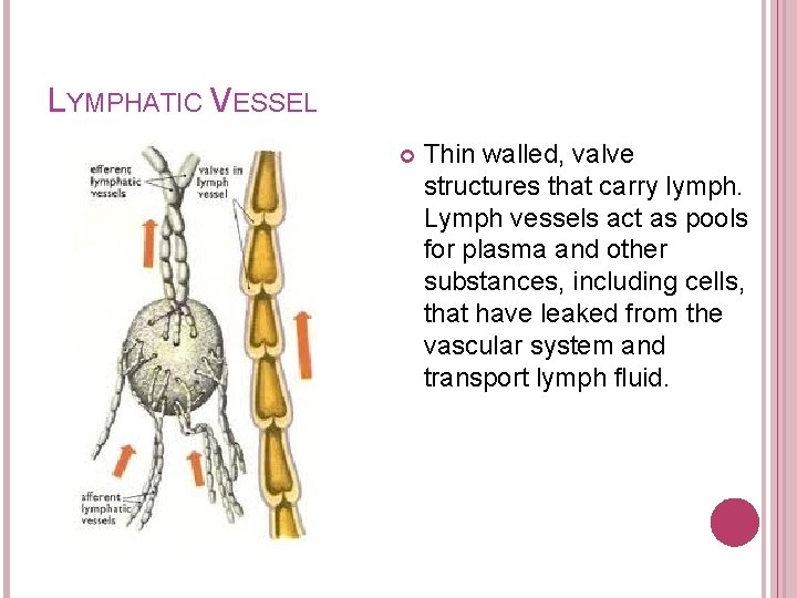 LYMPHATIC VESSEL Thin walled, valve structures that carry lymph. Lymph vessels act as pools