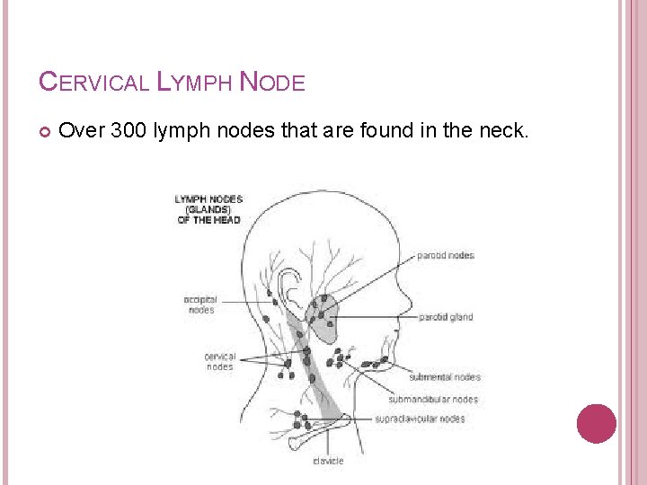 CERVICAL LYMPH NODE Over 300 lymph nodes that are found in the neck. 