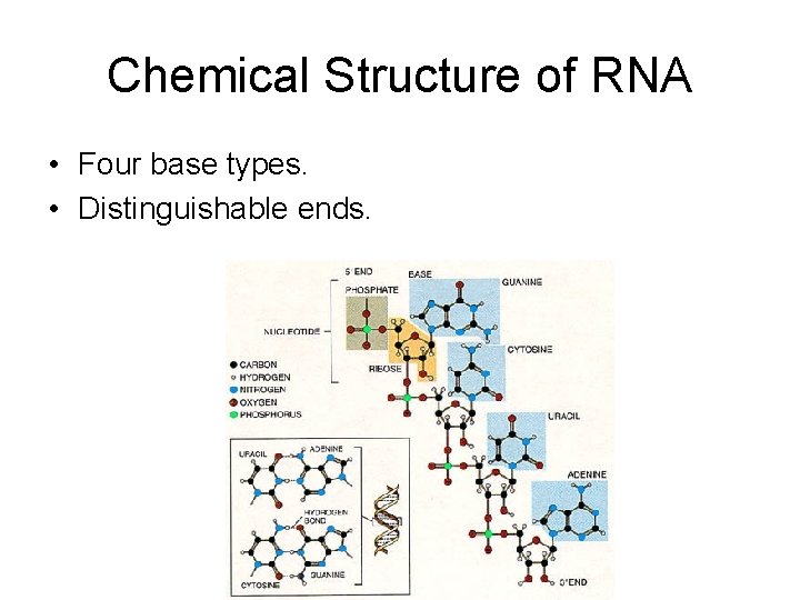 Chemical Structure of RNA • Four base types. • Distinguishable ends. 