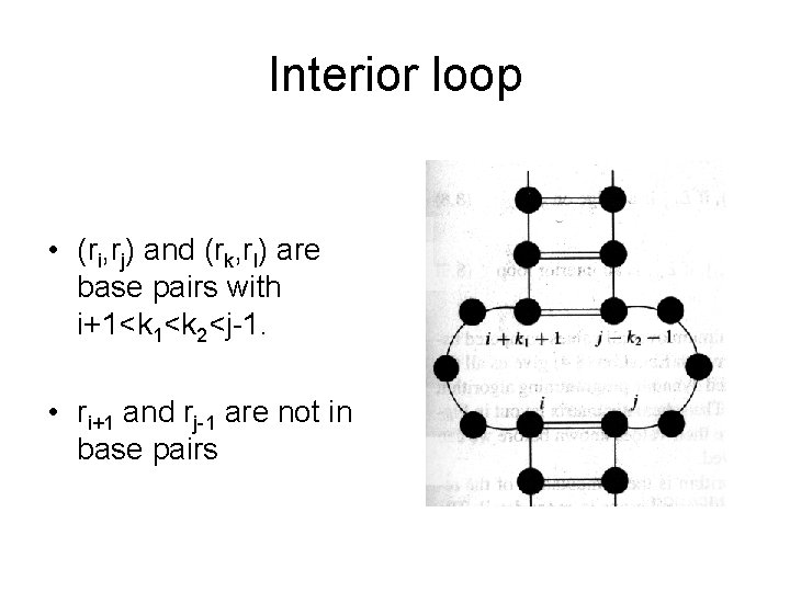 Interior loop • (ri, rj) and (rk, rl) are base pairs with i+1<k 2<j-1.