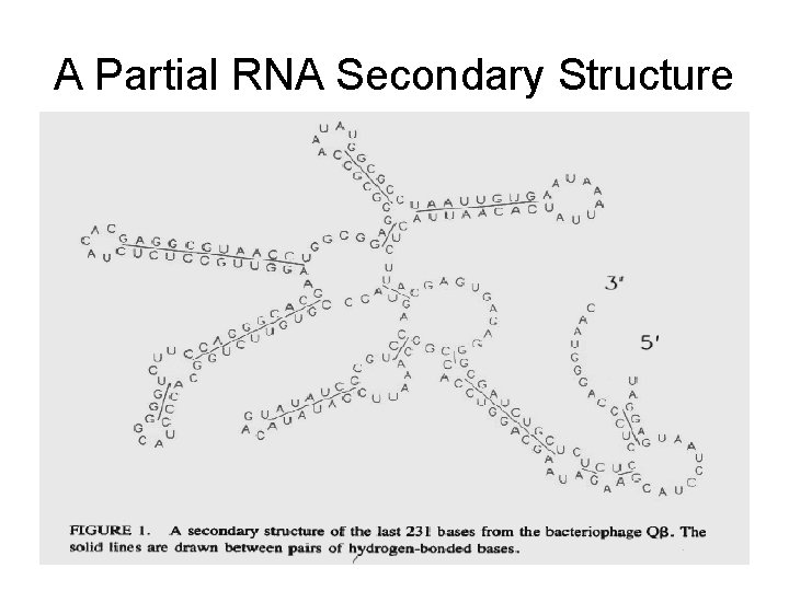 A Partial RNA Secondary Structure 