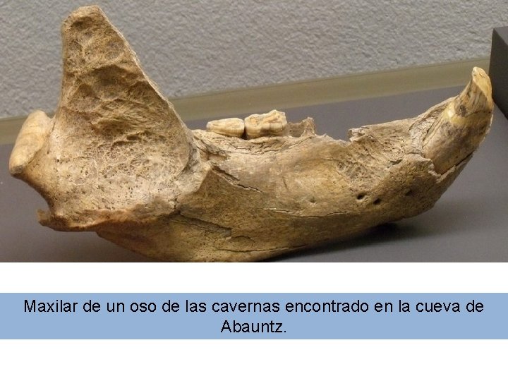 Maxilar de un oso de las cavernas encontrado en la cueva de Abauntz. 