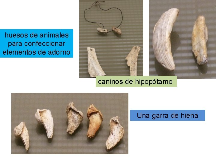 huesos de animales para confeccionar elementos de adorno caninos de hipopótamo Una garra de