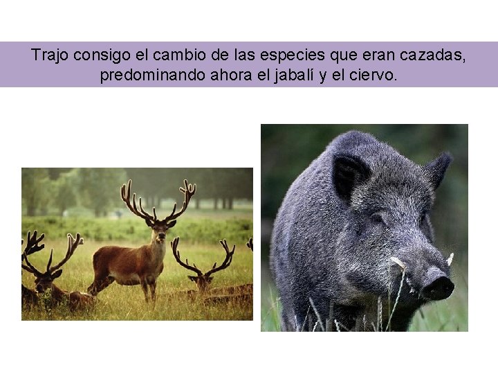 Trajo consigo el cambio de las especies que eran cazadas, predominando ahora el jabalí