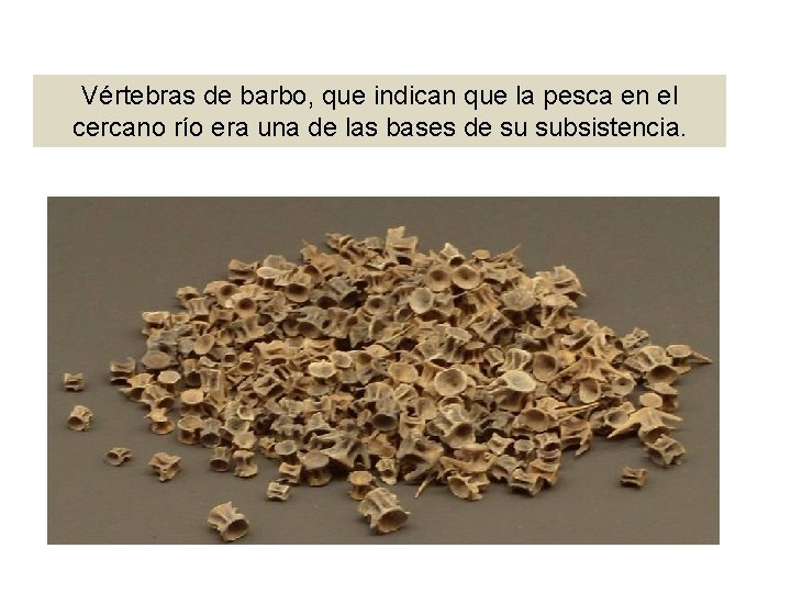 Vértebras de barbo, que indican que la pesca en el cercano río era una