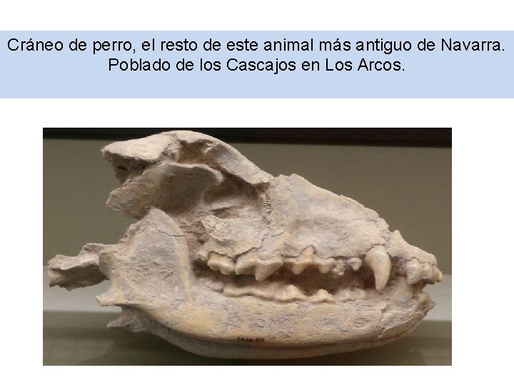 Cráneo de perro, el resto de este animal más antiguo de Navarra. Poblado de