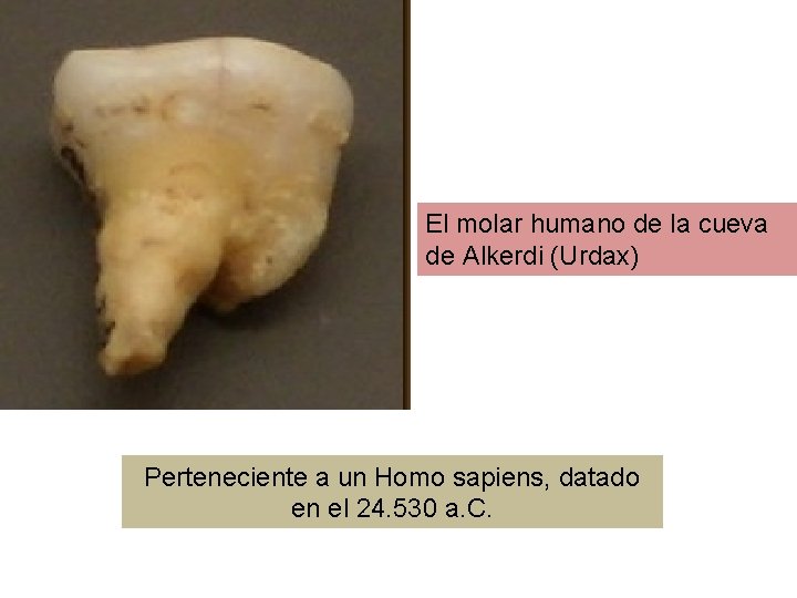 El molar humano de la cueva de Alkerdi (Urdax) Perteneciente a un Homo sapiens,