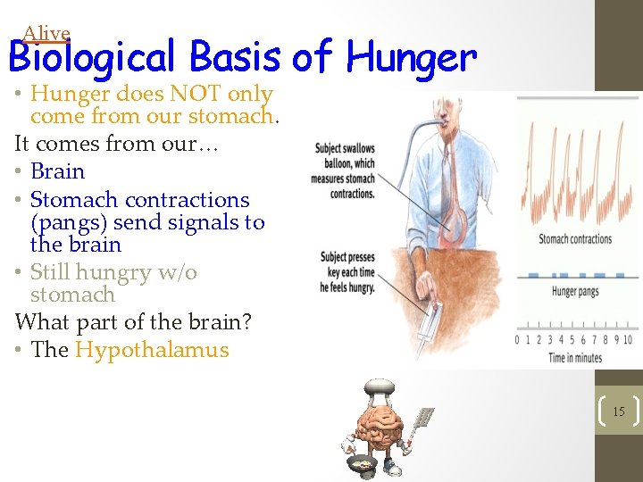 Alive Biological Basis of Hunger • Hunger does NOT only come from our stomach.