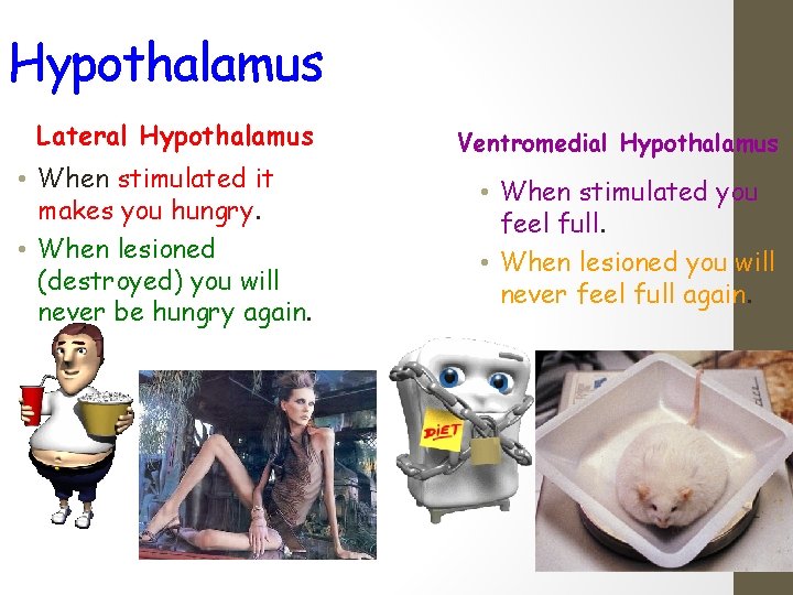 Hypothalamus Lateral Hypothalamus Ventromedial Hypothalamus • When stimulated it makes you hungry. • When