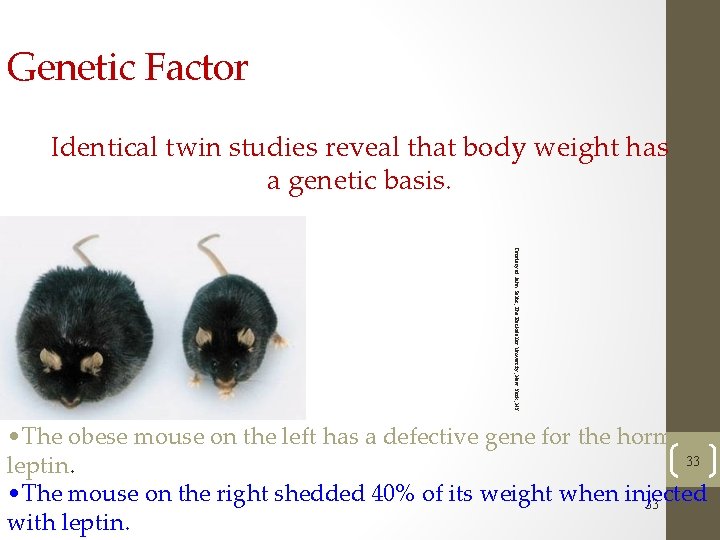 Genetic Factor Identical twin studies reveal that body weight has a genetic basis. Courtesy