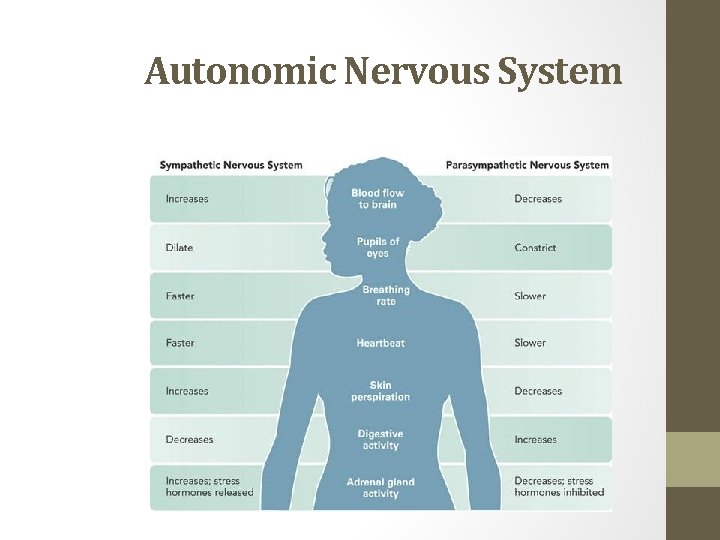 Autonomic Nervous System 