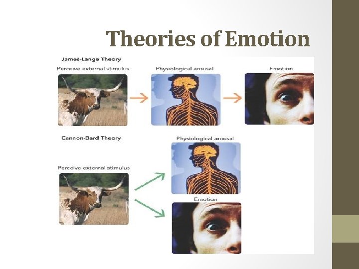 Theories of Emotion 