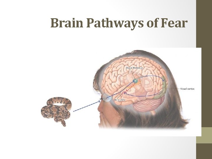 Brain Pathways of Fear 