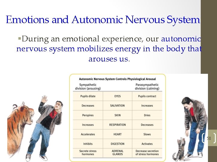Emotions and Autonomic Nervous System §During an emotional experience, our autonomic nervous system mobilizes