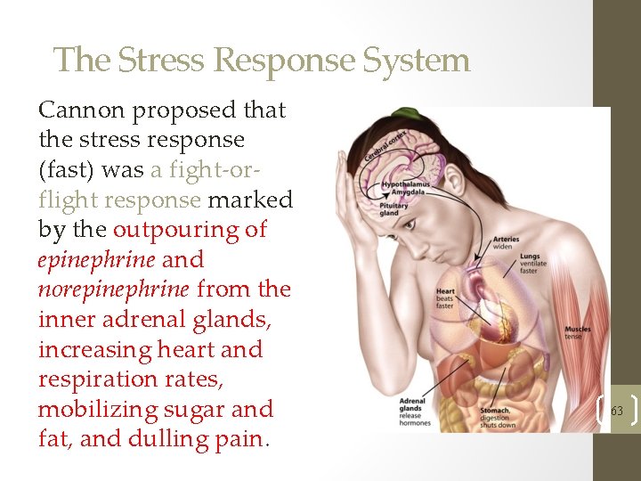 The Stress Response System Cannon proposed that the stress response (fast) was a fight-orflight