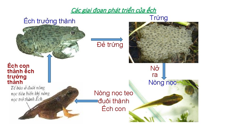 Các giai đoạn phát triển của ếch Trứng Ếch trưởng thành Đẻ trứng Ếch