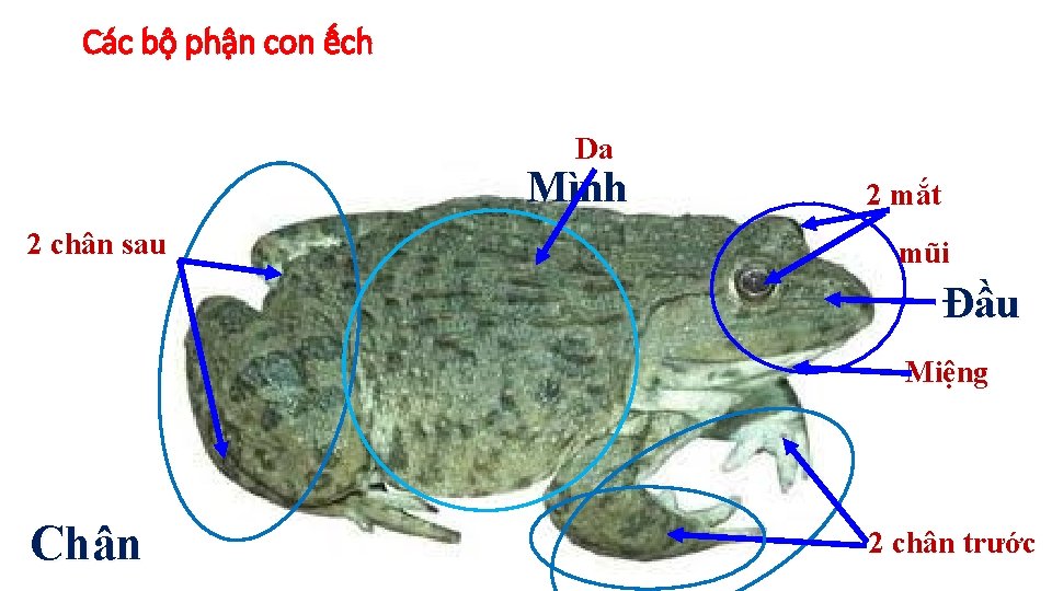Các bộ phận con ếch Da Mình 2 chân sau 2 mắt mũi Đầu