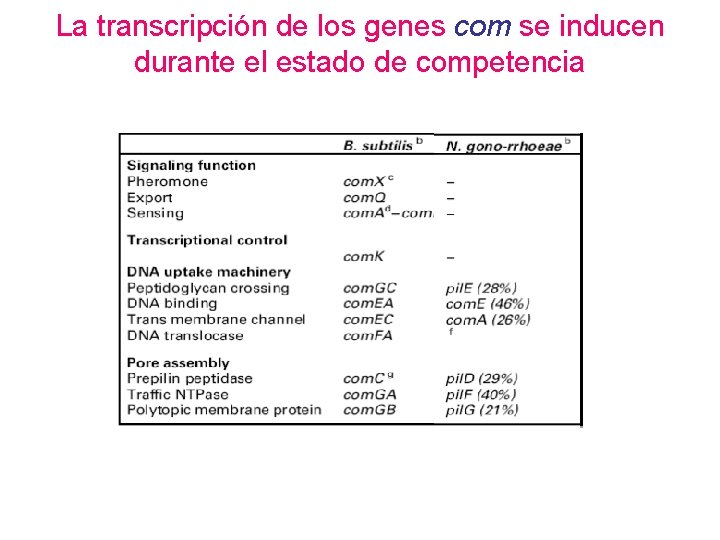 La transcripción de los genes com se inducen durante el estado de competencia 