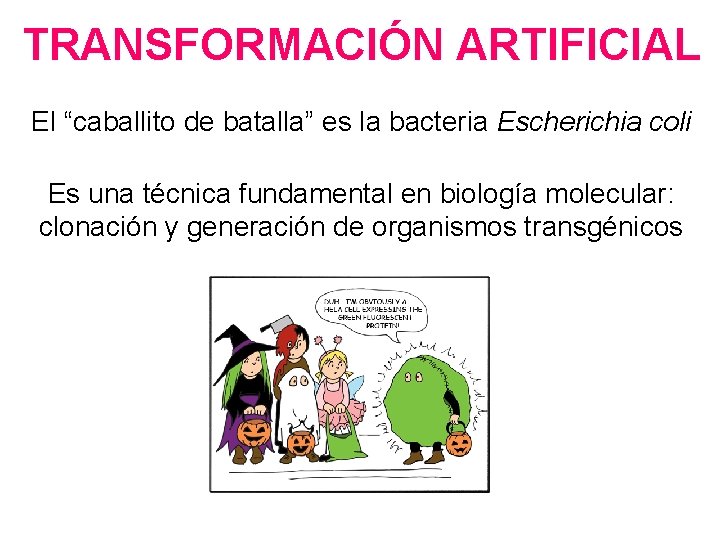 TRANSFORMACIÓN ARTIFICIAL El “caballito de batalla” es la bacteria Escherichia coli Es una técnica