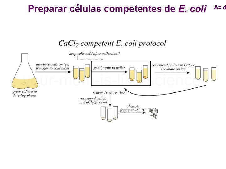 Preparar células competentes de E. coli A= d 