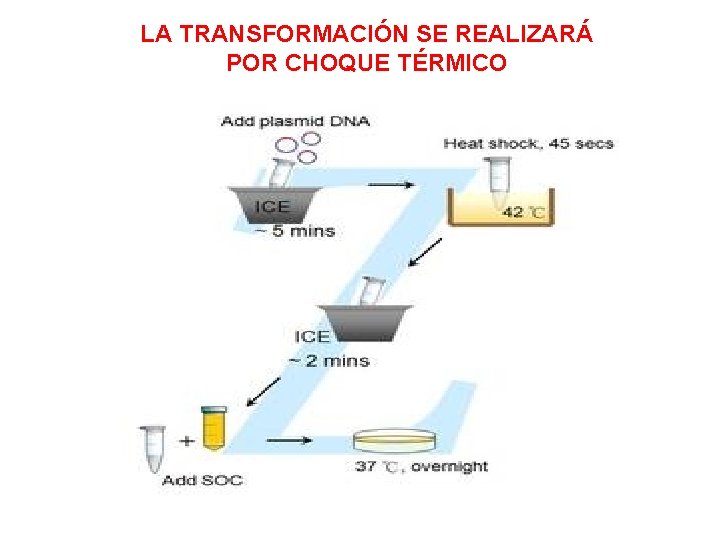 LA TRANSFORMACIÓN SE REALIZARÁ POR CHOQUE TÉRMICO 