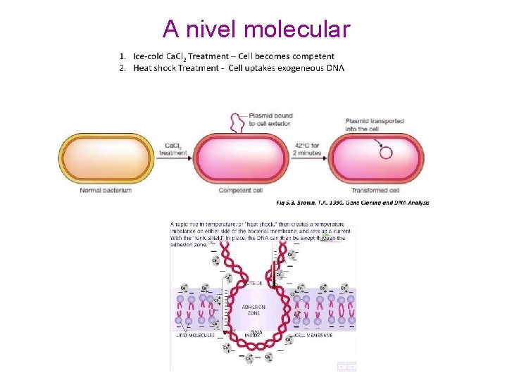 A nivel molecular 