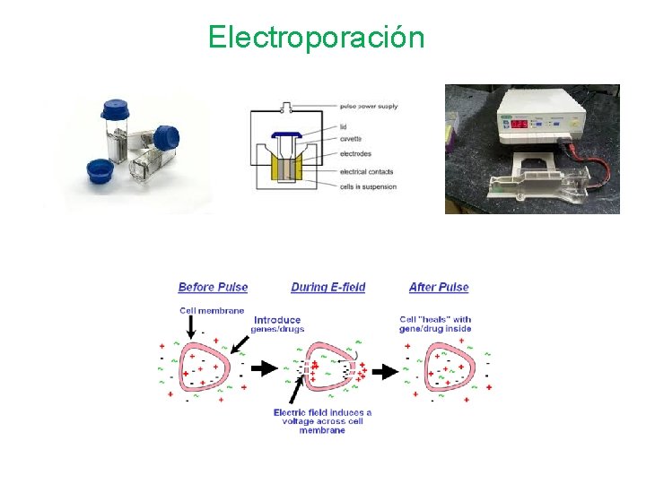 Electroporación 