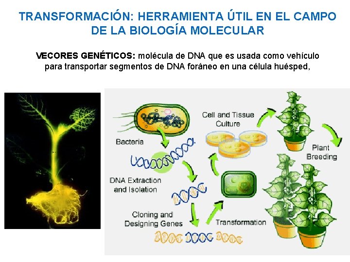 TRANSFORMACIÓN: HERRAMIENTA ÚTIL EN EL CAMPO DE LA BIOLOGÍA MOLECULAR VECORES GENÉTICOS: molécula de