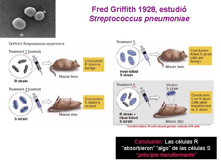 Fred Griffith 1928, estudió Streptococcus pneumoniae Conclusión: Las células R “absorbieron” “algo” de las