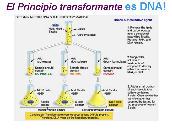 El Principio transformante es DNA! 